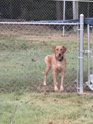 Found/Stray Female Dog last seen Brook cove road and number 8, Walnut Cove, NC 27052
