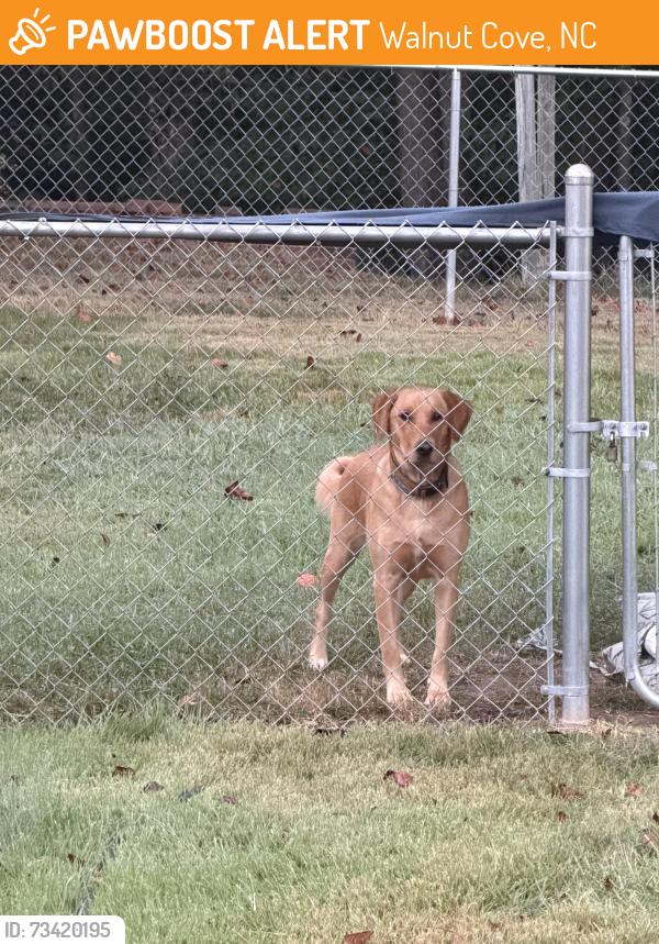 Found/Stray Female Dog last seen Brook cove road and number 8, Walnut Cove, NC 27052