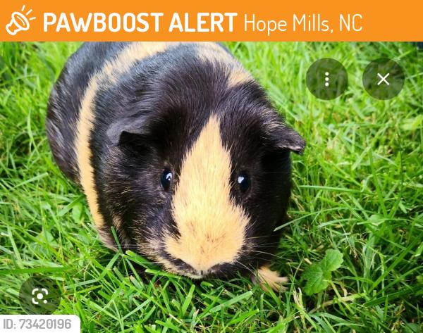 Found/Stray Unknown Other last seen Legion Road and Lakeview Drive, Hope Mills, NC 28348