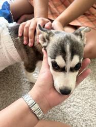 Found/Stray Female Dog last seen Near sign st missouri, Missouri City, TX 77489