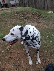 Lost Male Dog last seen Hughs Grove Church Road, Thomasville 27360, NC, Thomasville, NC 27360