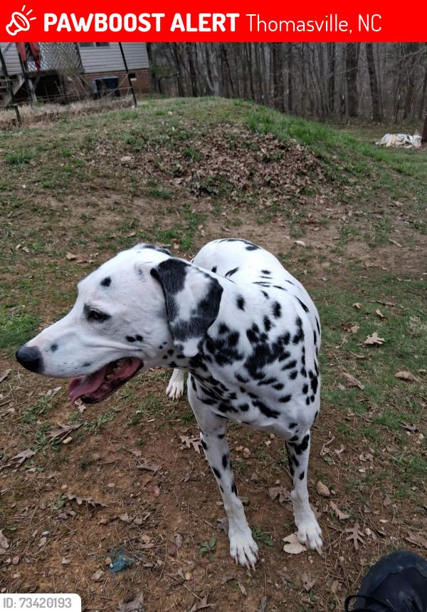 Lost Male Dog last seen Hughs Grove Church Road, Thomasville 27360, NC, Thomasville, NC 27360
