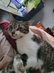 Lost Female Cat last seen Regimental Drive, Ambrose Point, Marlowe Court, Cameron, NC 28326