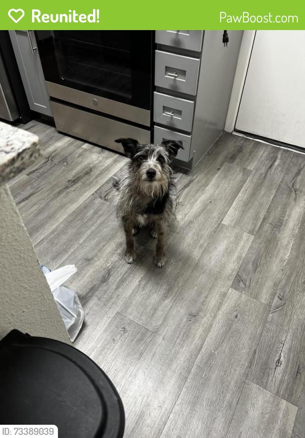 Reunited Male Dog last seen 83rd Ave and Indian Scool Rd, Phoenix, AZ 85033