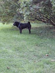 Found/Stray Male Dog last seen Ortloff rd & rt 20, LaFayette, NY 13084