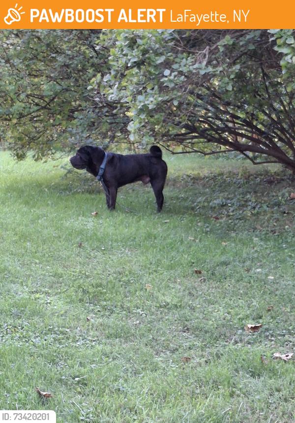 Found/Stray Male Dog last seen Ortloff rd & rt 20, LaFayette, NY 13084