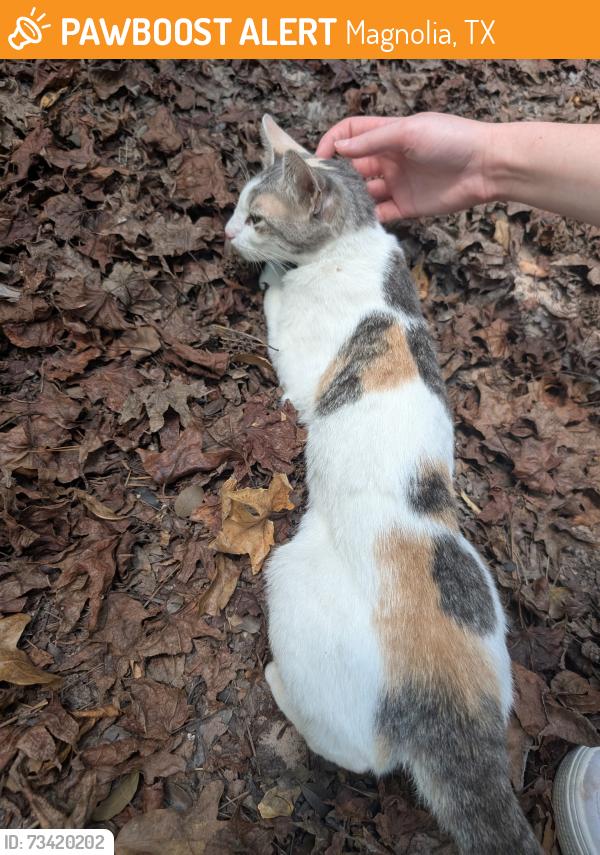 Found/Stray Female Cat last seen Honea Egypt and 1488, Magnolia, TX 77354