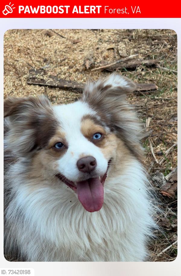 Lost Male Dog last seen Near Perrowville Forest, Forest, VA 24551