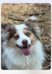 Lost Male Dog last seen Near Perrowville Forest, Forest, VA 24551