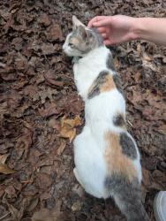 Found/Stray Female Cat last seen Honea Egypt and 1488, Magnolia, TX 77354