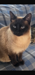 Lost Female Cat last seen Tyler elite boxing academy / Texas 18 wheel services, INC., Tyler, TX 75704