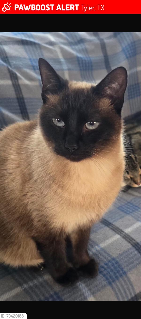 Lost Female Cat last seen Tyler elite boxing academy / Texas 18 wheel services, INC., Tyler, TX 75704