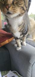Reunited Male Cat last seen Bridle Rd / Rosewood Ave. North Billerica, Billerica, MA 01821