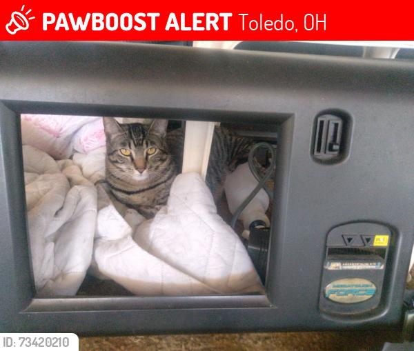 Lost Male Cat last seen Jackman, Toledo, OH 43613
