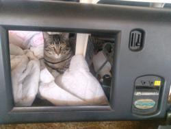 Lost Male Cat last seen Jackman, Toledo, OH 43613