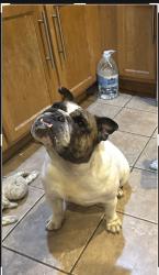 Lost Female Dog last seen Oak Grove ave and w 75th St, Justice, IL 60458