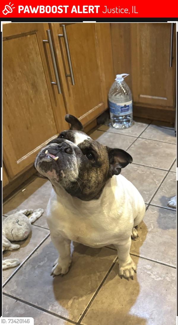 Lost Female Dog last seen Oak Grove ave and w 75th St, Justice, IL 60458