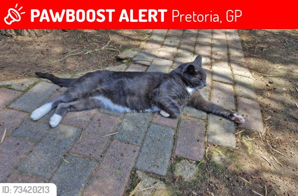 Lost Male Cat last seen Hesteleen and Elvira Steet, Garsfontein, Pretoria, GP 0042