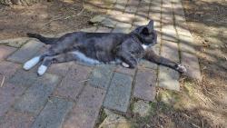 Lost Male Cat last seen Hesteleen and Elvira Steet, Garsfontein, Pretoria, GP 0042