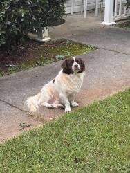 Found/Stray Unknown Dog last seen Near cedars Glen way, Villa Rica, GA 30180
