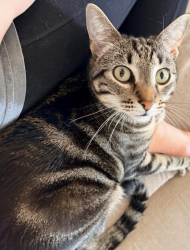 Lost Male Cat last seen 284th St NW & 78th Ave NW, Stanwood, WA 98292