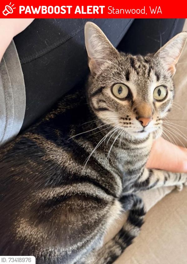 Lost Male Cat last seen 284th St NW & 78th Ave NW, Stanwood, WA 98292
