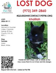 Reunited Female Dog last seen harvard street, Colorado Springs, CO 80911