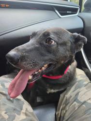 Reunited Female Dog last seen Dupree park, Woodstock, GA 30188