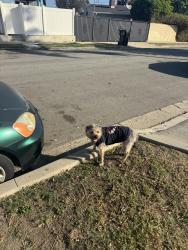 Reunited Male Dog last seen Fairview blvd, Inglewood, CA 90302