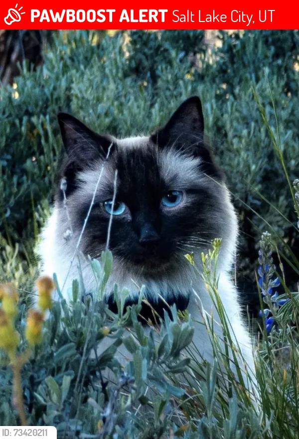 Lost Female Cat last seen Salt flats Bonneville, Salt Lake City, UT 84108