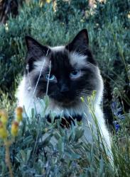 Lost Female Cat last seen Salt flats Bonneville, Salt Lake City, UT 84108