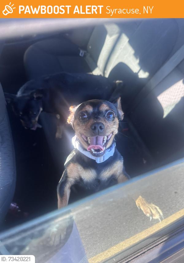 Found/Stray Unknown Dog last seen HW Smith Middle School, Syracuse, NY 13224