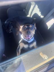 Found/Stray Unknown Dog last seen HW Smith Middle School, Syracuse, NY 13224