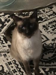 Lost Male Cat last seen Fermont St Euclid Ave, Rolling Meadows, IL 60008