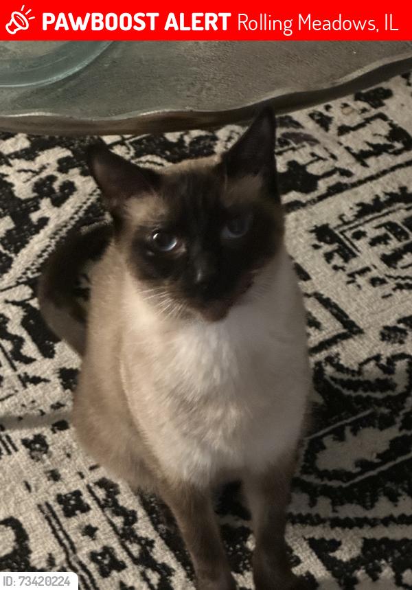 Lost Male Cat last seen Fermont St Euclid Ave, Rolling Meadows, IL 60008