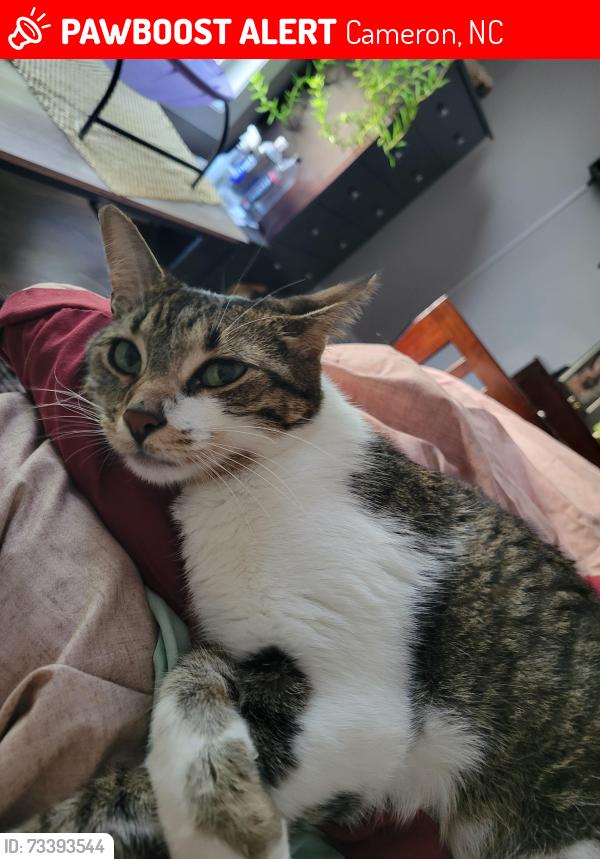 Lost Female Cat last seen Regimental Drive, Ambrose Point, Marlowe Court, Cameron, NC 28326