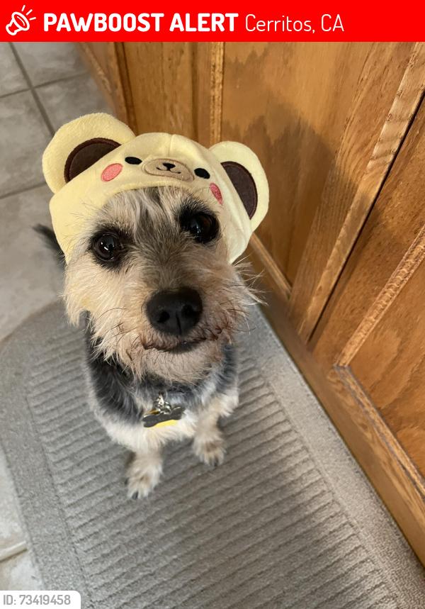 Lost Female Dog last seen Carmentia and 183rd, Cerritos, CA 90703