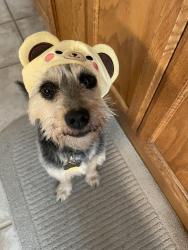 Lost Female Dog last seen Carmentia and 183rd, Cerritos, CA 90703