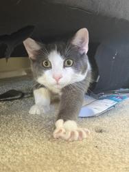 Lost Male Cat last seen 14th ave, Elmwood Park, NJ 07407