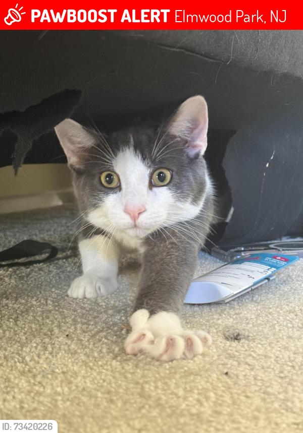 Lost Male Cat last seen 14th ave, Elmwood Park, NJ 07407