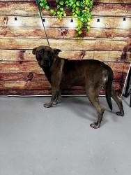 Reunited Unknown Dog last seen Located at Rockdale County Animal Service, 1506 Rockbridge Road, Conyers, GA 30012, Conyers, GA 30012