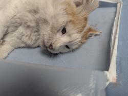 Found/Stray Male Cat last seen 10 Mile Rd and Cobalt Drive, Meridian, ID 83642