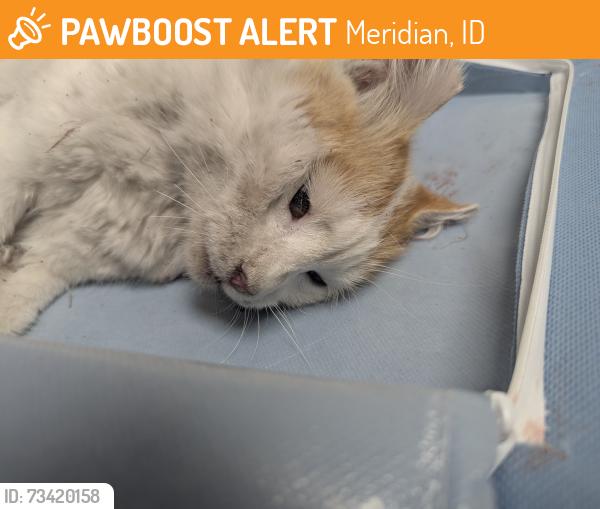 Found/Stray Male Cat last seen 10 Mile Rd and Cobalt Drive, Meridian, ID 83642
