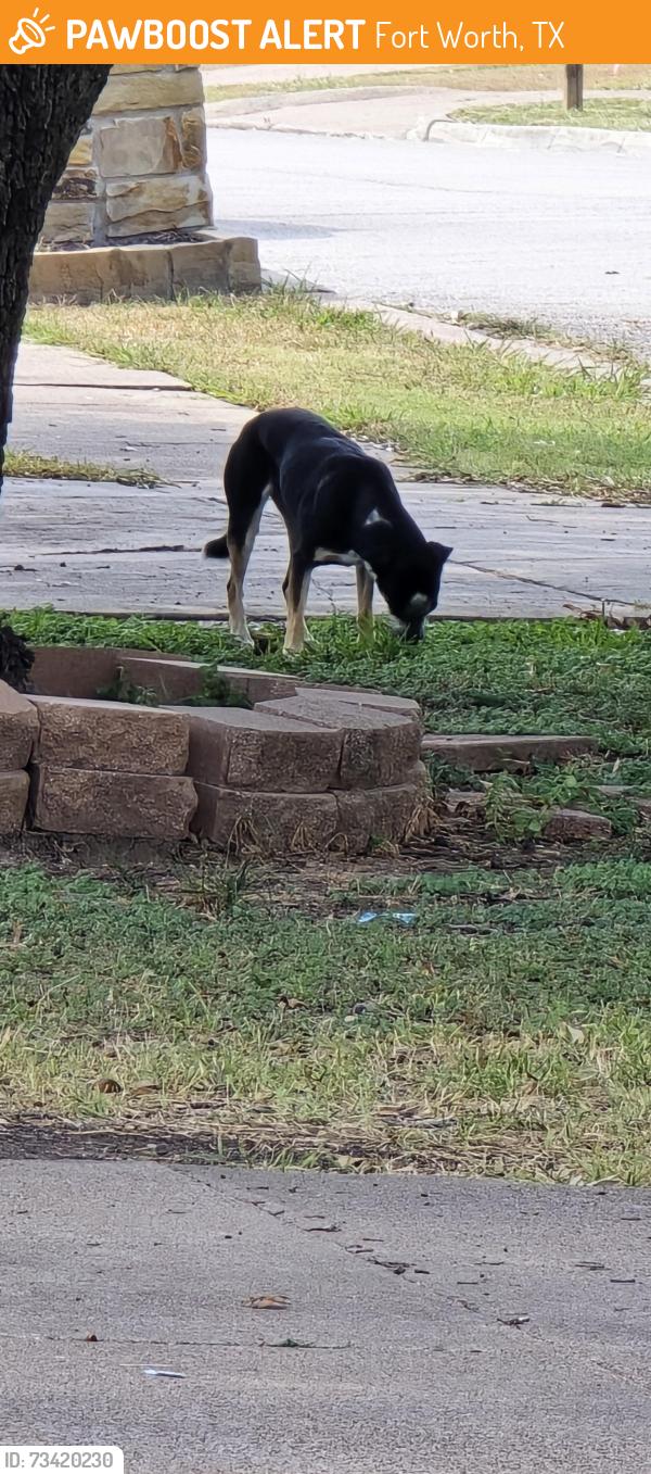 Found/Stray Unknown Dog last seen Sandhurst Ln S & Sandhurst Ln E, Fort Worth, TX 76182