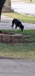 Found/Stray Unknown Dog last seen Sandhurst Ln S & Sandhurst Ln E, Fort Worth, TX 76182