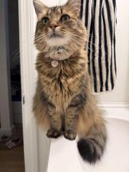 Reunited Female Cat last seen Medal of Honor park, Boston, MA 02127