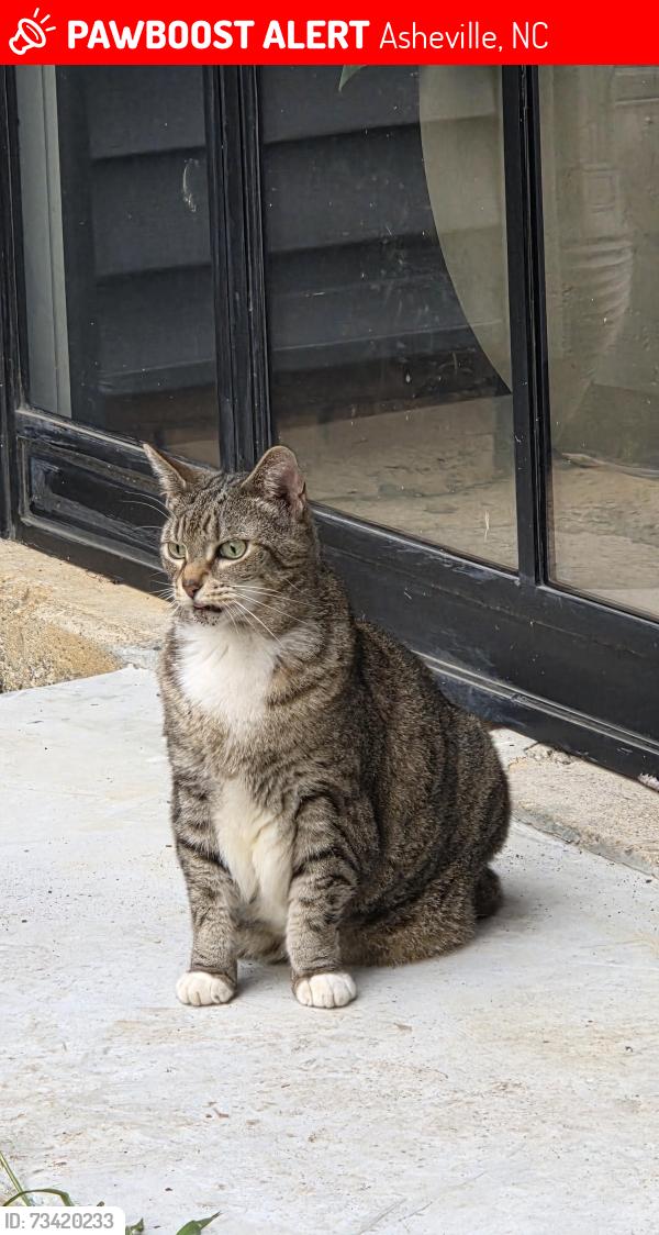Lost Female Cat last seen Riceville, Asheville, NC 28805