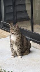 Lost Female Cat last seen Riceville, Asheville, NC 28805