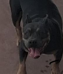 Lost Female Dog last seen McRae, El Paso, TX 79925