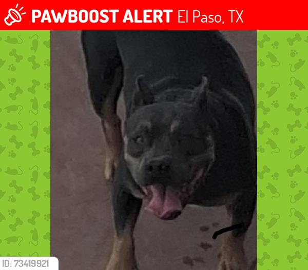 Lost Female Dog last seen McRae, El Paso, TX 79925